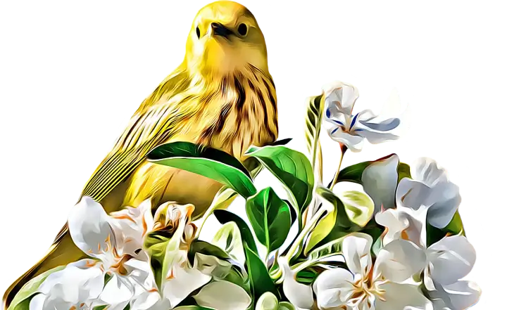 Yellow Warbler Bird Illustration