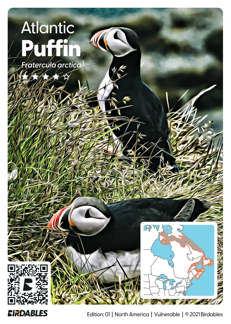 Atlantic Puffin card