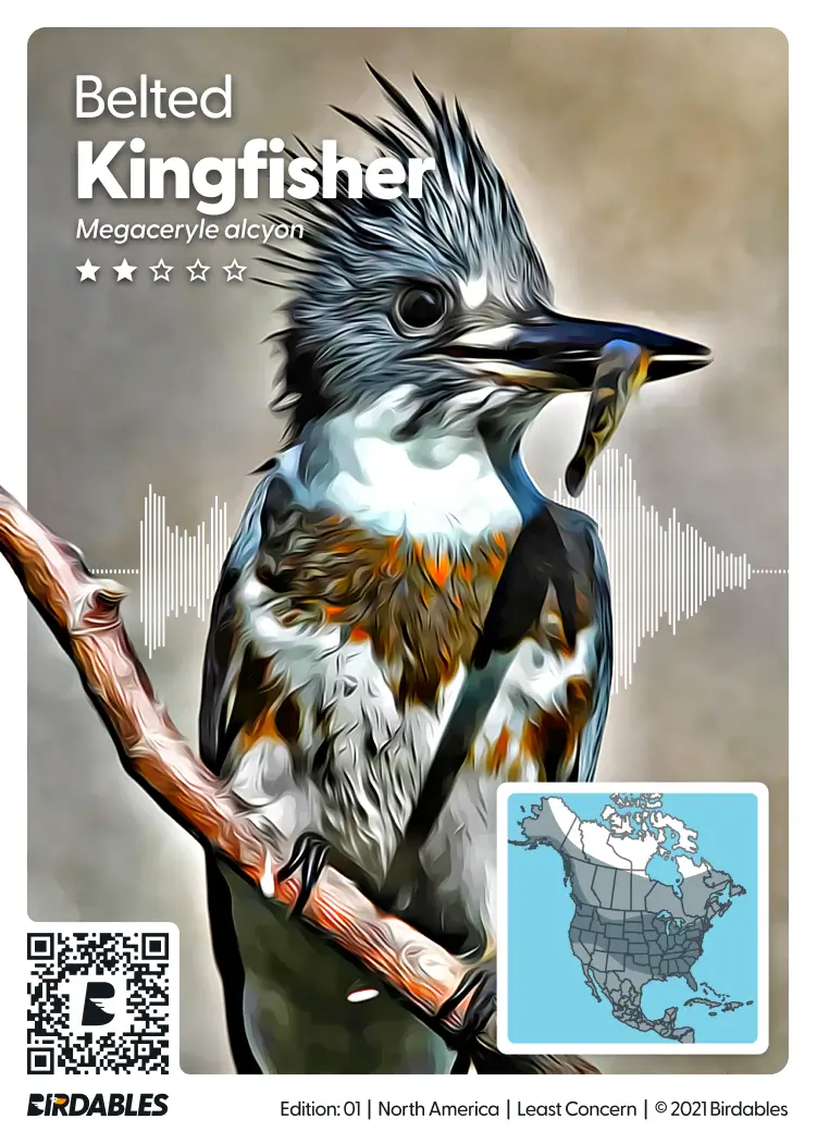 Belted Kingfisher card