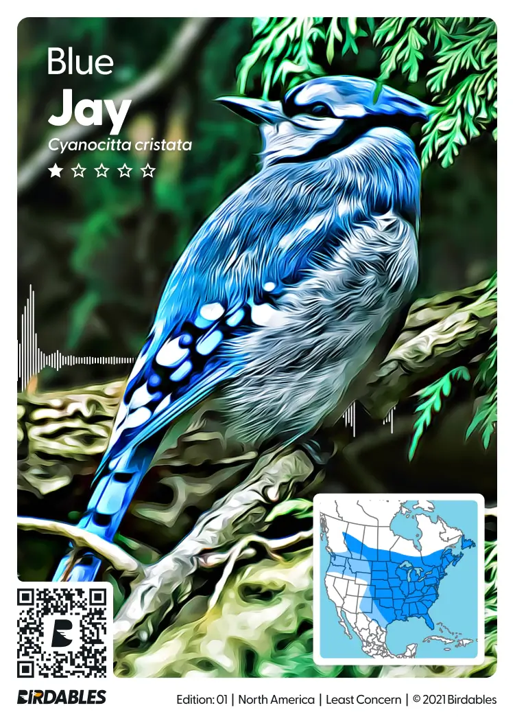 Blue Jay card