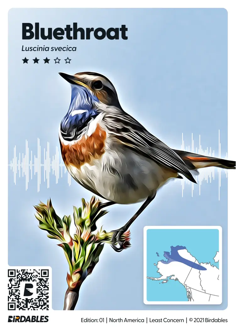 Bluethroat card