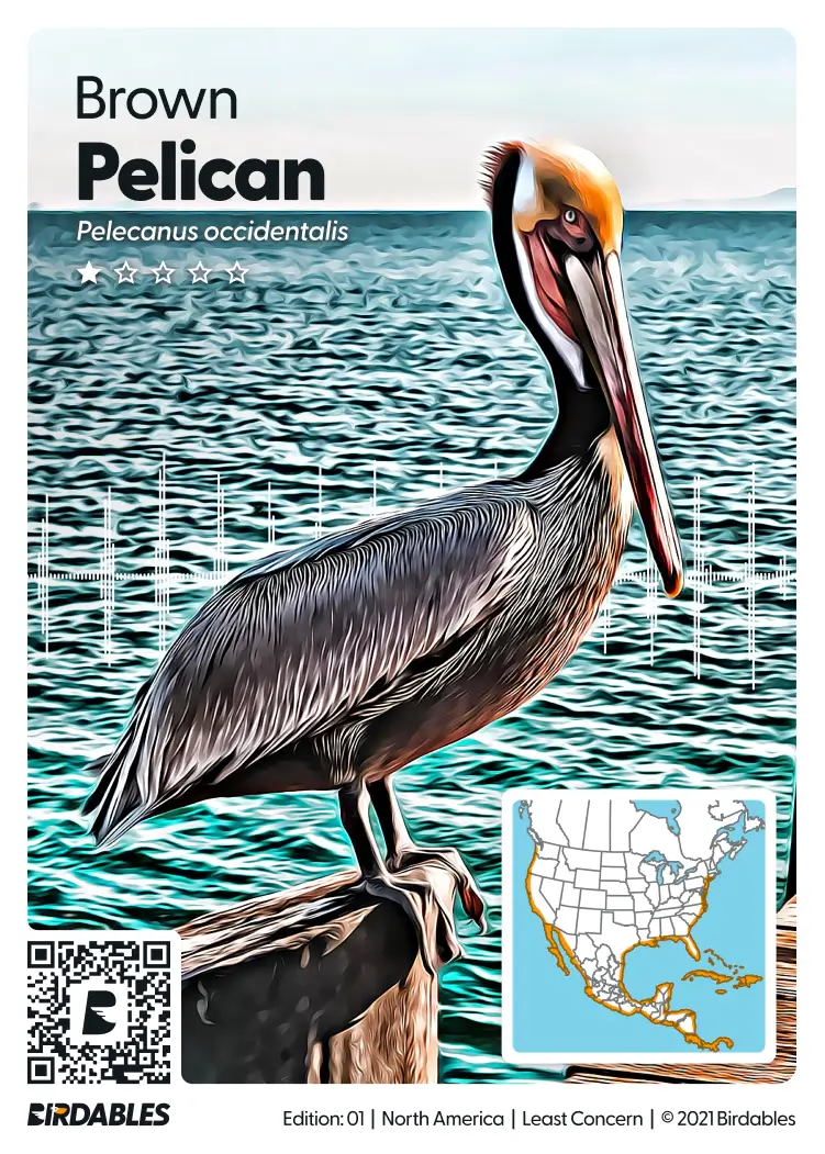 Brown Pelican card