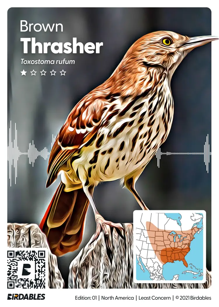 Brown Thrasher card