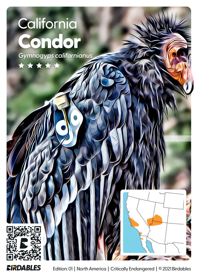California Condor card