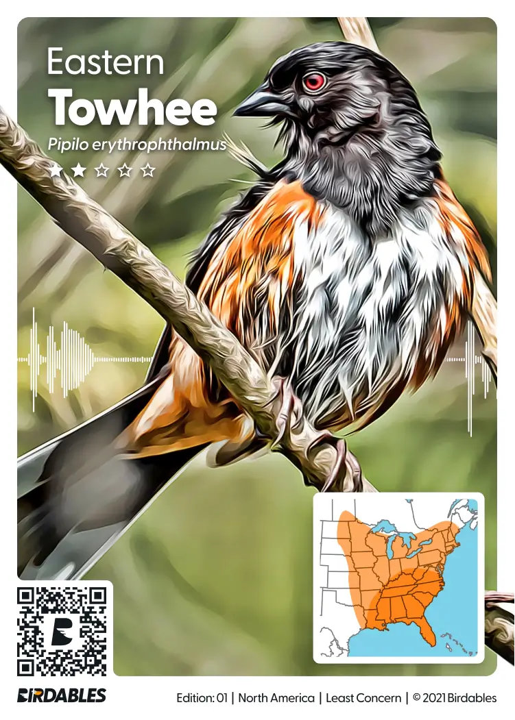 Eastern Towhee card