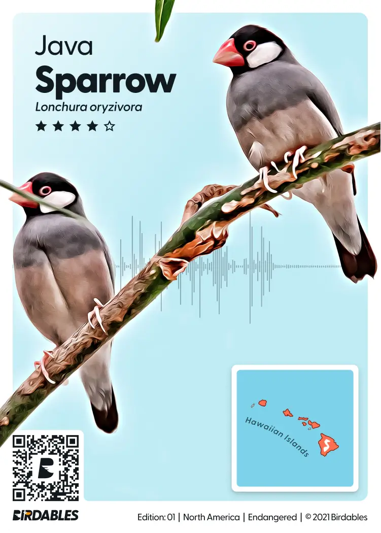 Java Sparrow card