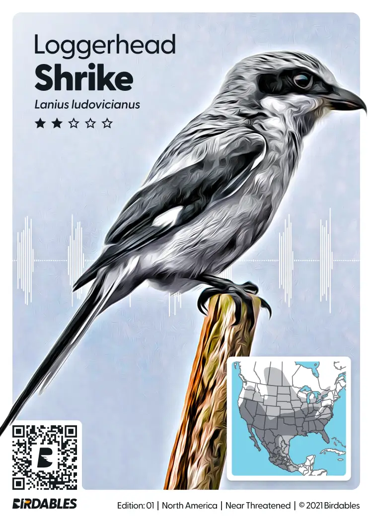 Loggerhead Shrike card
