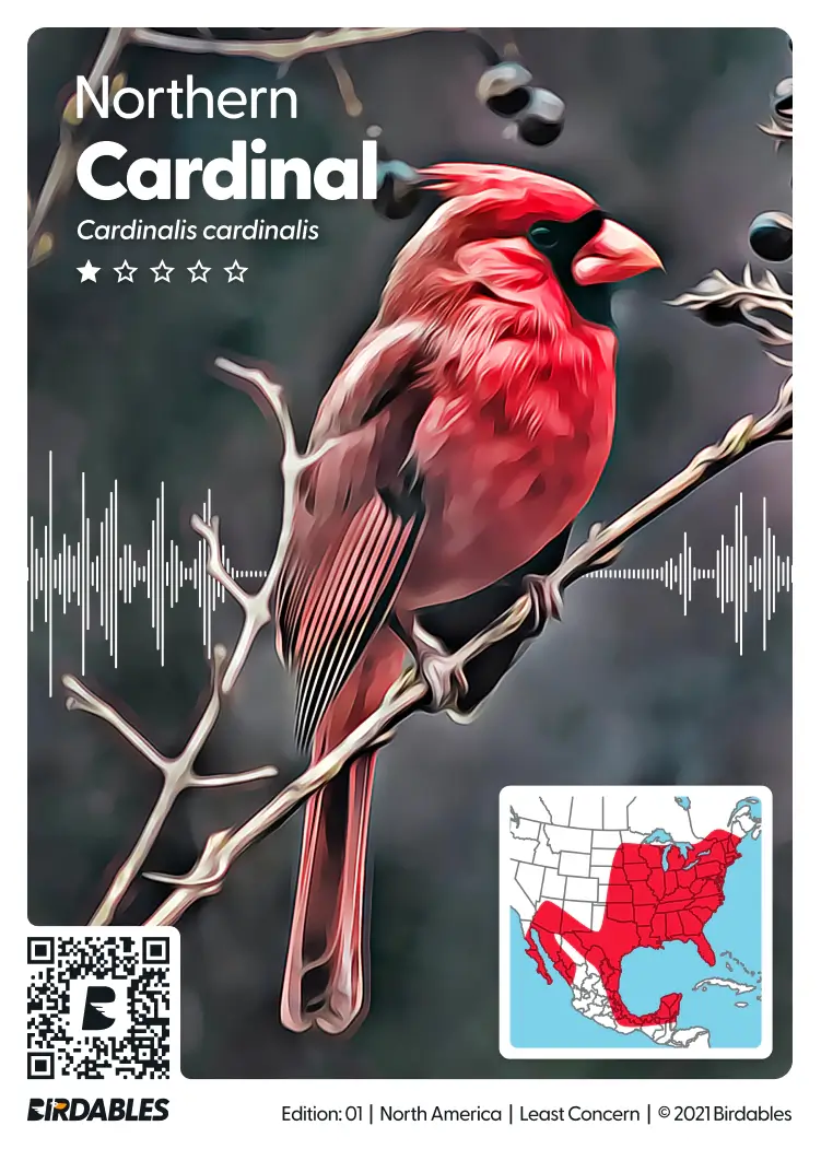 Northern Cardinal card