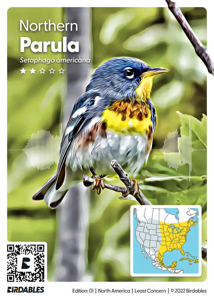 Northern Parula card