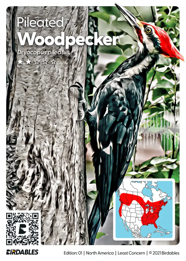 Pileated Woodpecker card