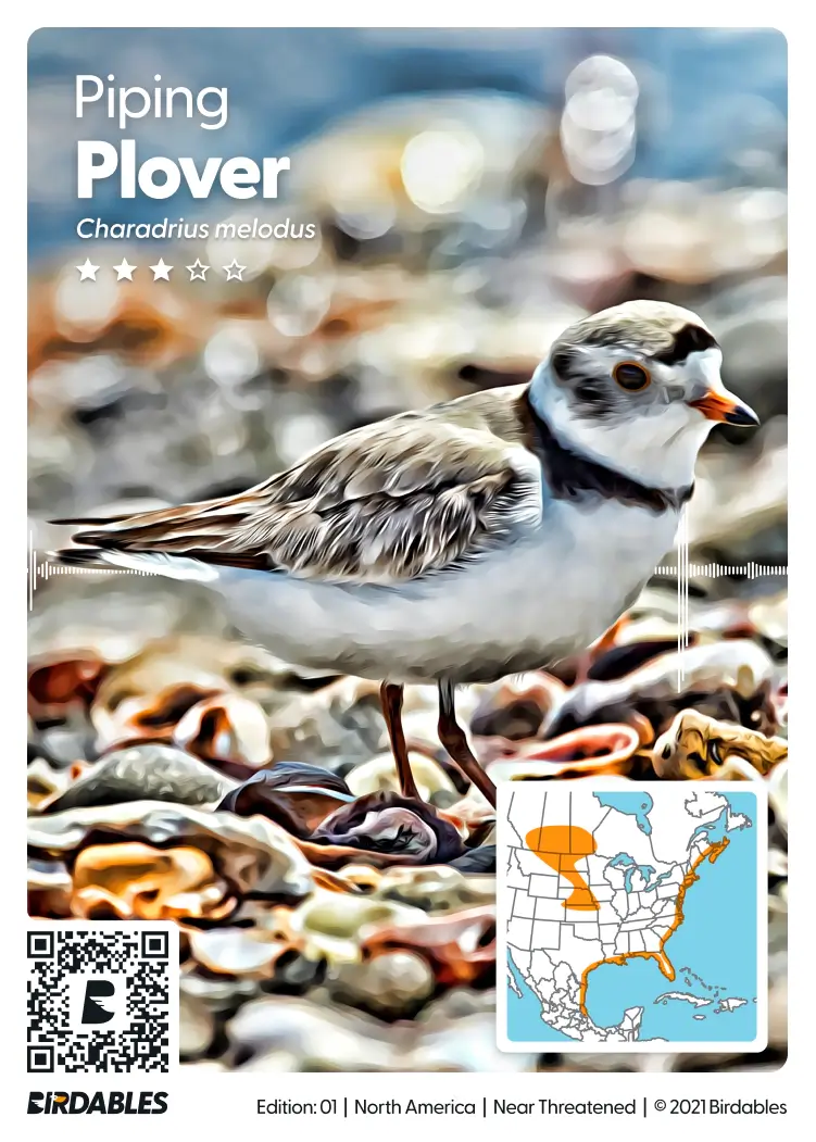 Piping Plover card