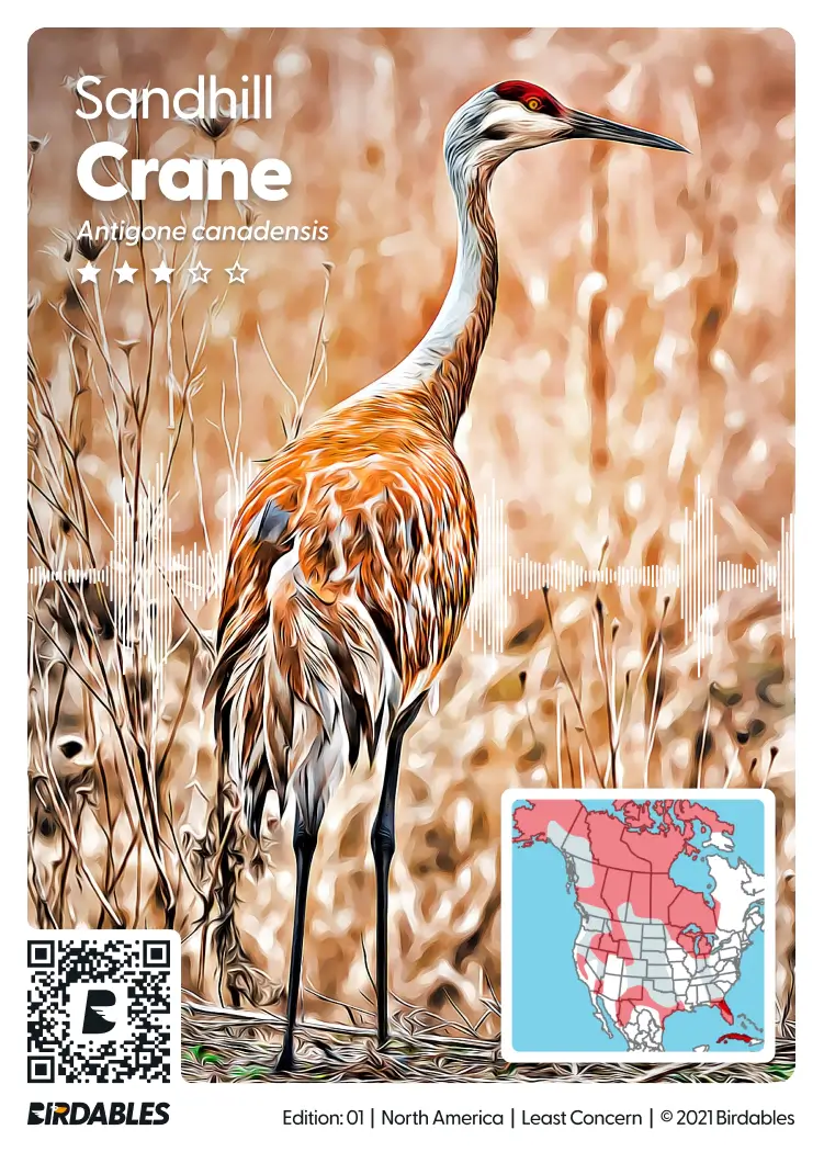 Sandhill Crane card