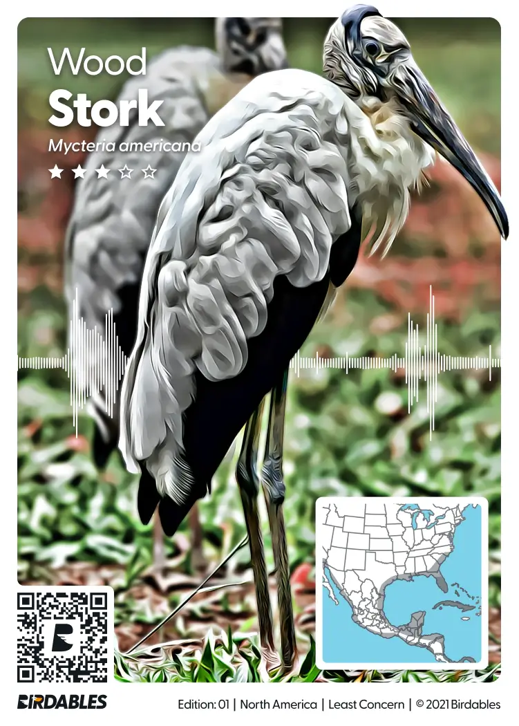 Wood Stork card